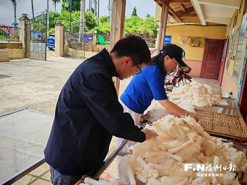 永泰林下竹荪丰收 撑起村民“致富伞” 永泰林下竹荪丰收 撑起村民“致富伞”